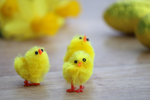 Photo showing three fluffy yellow chicks surrounded by mini Easter eggs and daffodils.