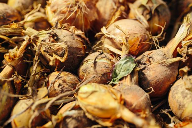 istock A pile of organic onions 1180571790