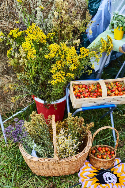 istock Mini tomatoes in a basket. Composition with a mimosa. Harvest Exhibition 1180573228