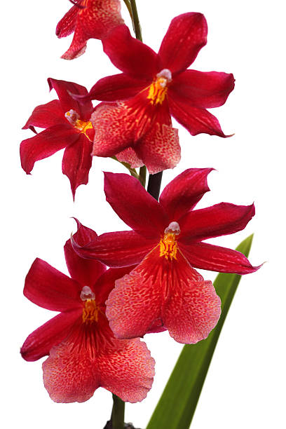 istock Red Pansy Orchid Isolated White 118057357