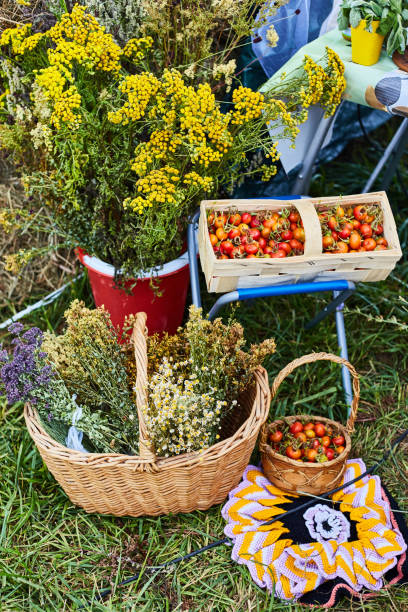 istock Mini tomatoes in a basket. Composition with a mimosa. Harvest Exhibition 1180573855
