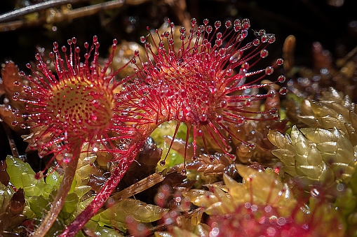 Round-leaved sundew. Scientific name: Drosera rotundifolia. The carnivorous lifestyle of the Round-leaved sundew makes this heathland plant a fascinating species. The round leaves have sticky, 'dew'-covered tendrils that tempt in unsuspecting insects as prey.