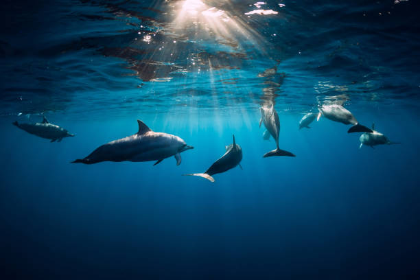 istock Dolphins swimming underwater in ocean. Mauritius 1180574366