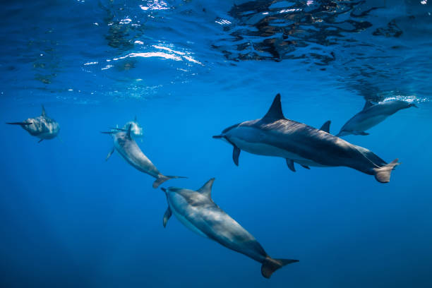 istock Dolphins swimming underwater in ocean. Mauritius 1180574367