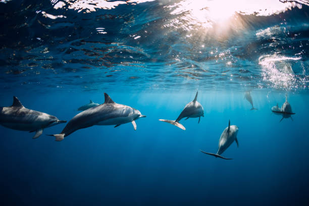 istock Dolphins swimming underwater in ocean. Mauritius 1180574415