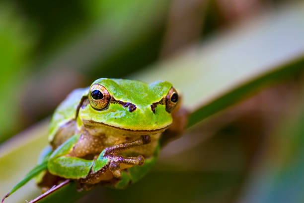 istock Funny tree frog. Green nature background. 1180575563