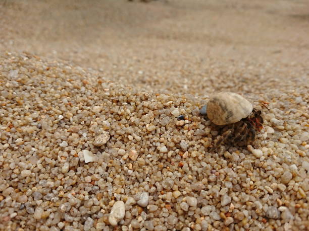 istock little Hermit crab live in the smail shell on phuket beach 1180575929