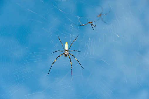 Spider Nephila clavata, known in Japan as the 