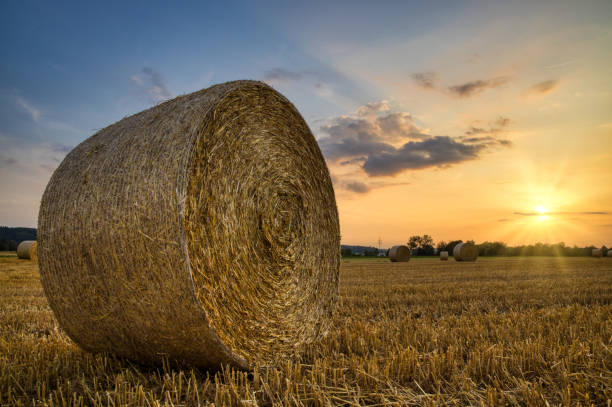 istock Hay bale during sunset in a field 1180576513