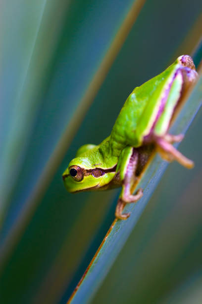 istock Funny tree frog. Green nature background. 1180576579