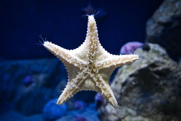 Sea star in the aquarium