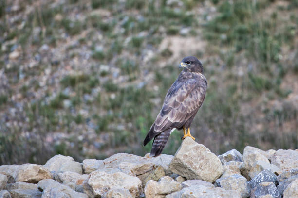 istock Falcon on rocks looking for food 1180576866