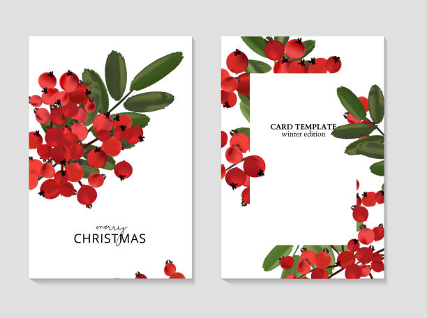 ash берри приветствие с рождеством открытки, зимний сезонный шаблон рисования искусства. - fruit vector typescript illustration and painting stock illustrations