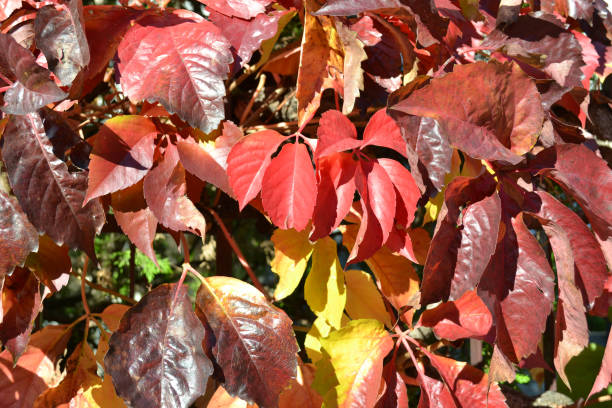 istock Beautiful colorful leaves in autumn under sunlight. 1180577091
