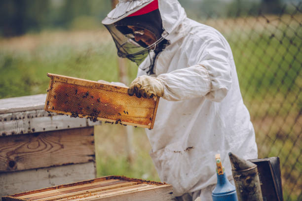 istock The beekeeper works at his bee farm 1180577757