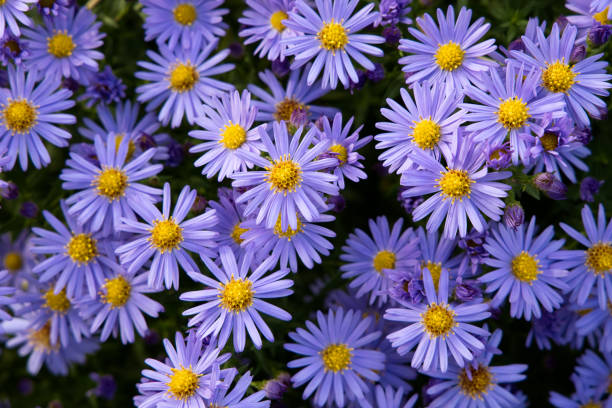 istock a bunch of asters in a park 1180577775