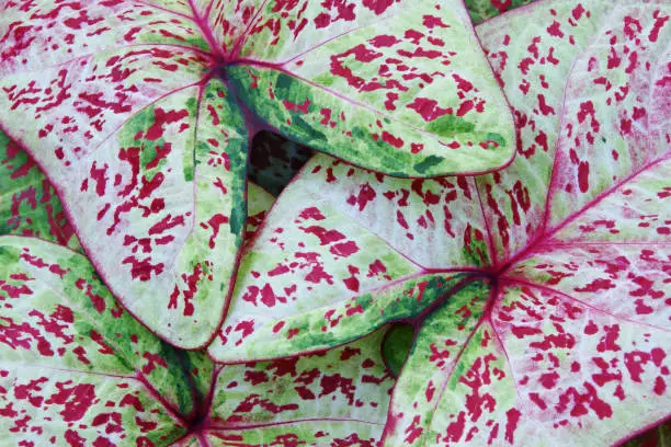 Pale Green with Red Dotted Foliage Leaves of Caladium Plant as Natural Texture Background