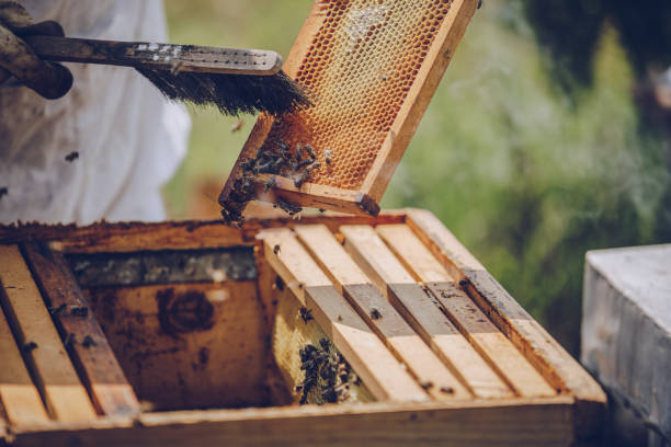 養蜂家は養蜂場で働いている - bee honey bee single flower honey ストックフォトと画像