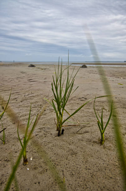 istock Grass at the beach at low tide 1180578188