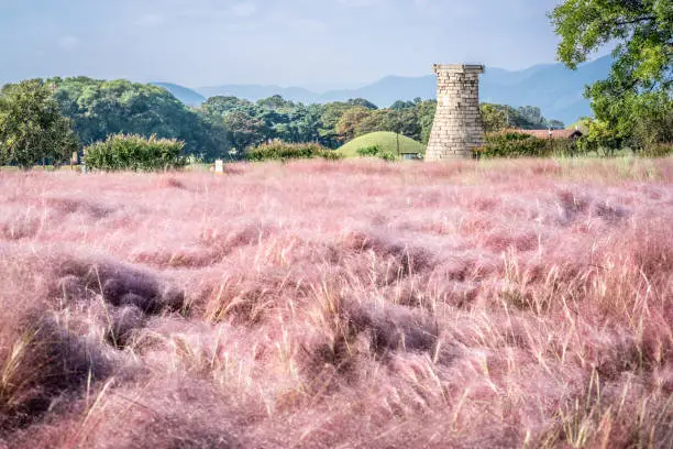 Field of Pink Muhly grass and Cheomseongdae an ancient Astrological Observatory in Gyeongju South Korea