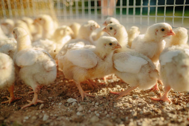 istock Baby Chicks On Chicken Farm 1180579385
