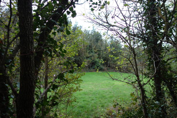 istock The Edge Of A Forest 1180579791
