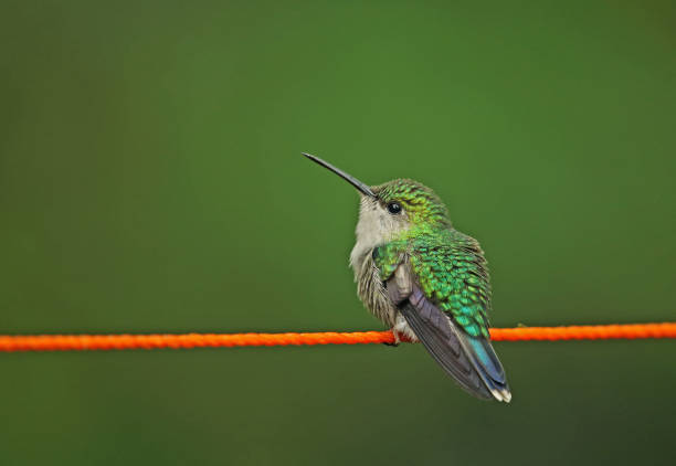 Violet-crowned Woodnymph (Thalurania colombica) adult female perched on plastic line\