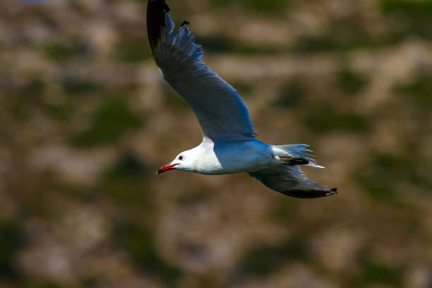 istock Flying seagull. Audouins Gull. Nature background. 1180580627