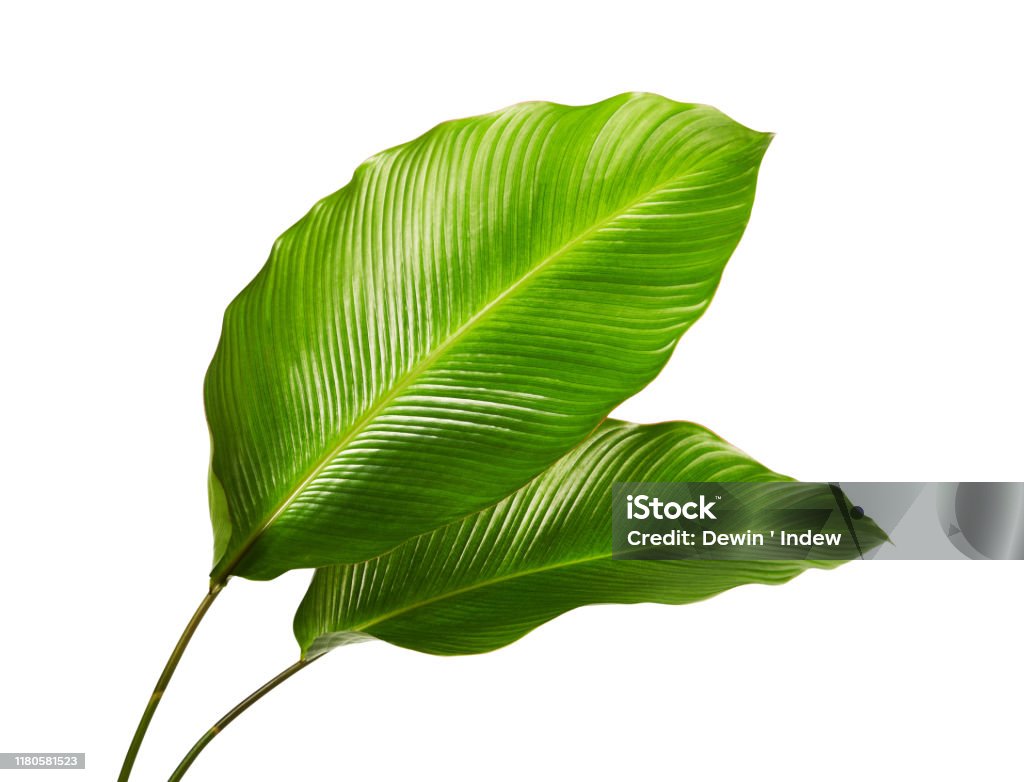 Calathea foliage, Exotic tropical leaf, Large green leaf, isolated on white background with clipping path Leaf Stock Photo