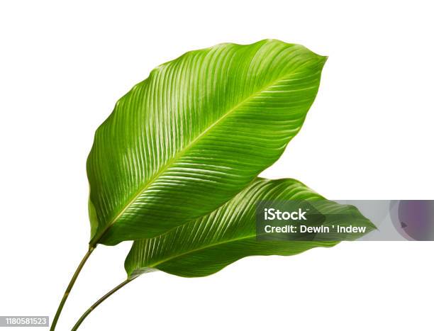 Calathea Foliage Exotic Tropical Leaf Large Green Leaf Isolated On White Background With Clipping Path Stock Photo - Download Image Now