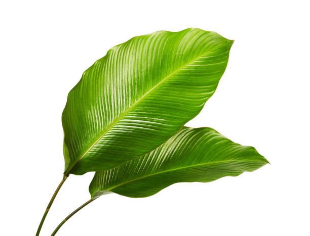 calathea foliage, exotic tropical leaf, large green leaf, isolated on white background with clipping path - plants imagens e fotografias de stock