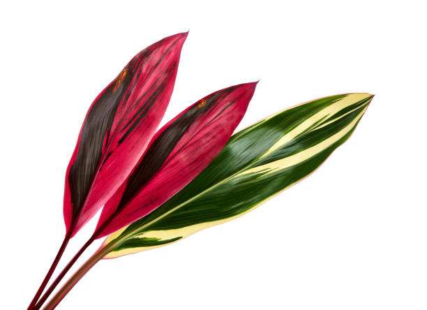 Variegated cordyline fruticosa, Ti plant leaves, Colorful foliage, Exotic tropical leaf, isolated on white background with clipping path Variegated cordyline fruticosa, Ti plant leaves, Colorful foliage, Exotic tropical leaf, isolated on white background with clipping path variegated foliage stock pictures, royalty-free photos & images