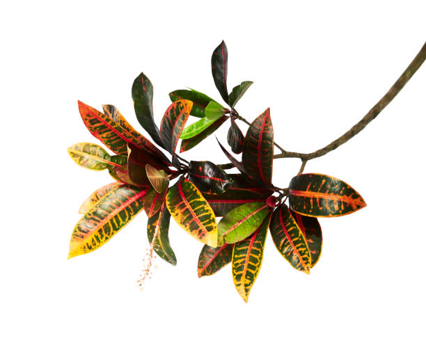 istock Codiaeum variegatum (garden croton or variegated croton) foliage with flowers, Croton leaves on branch isolated on white background with clipping path 1180581547