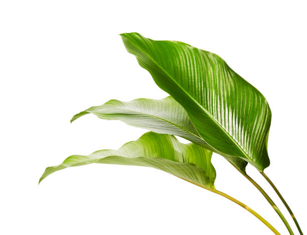 fogliame calathea, foglia tropicale esotica, grande foglia verde, isolata su sfondo bianco con percorso di ritaglio - foglia di palmo foto e immagini stock