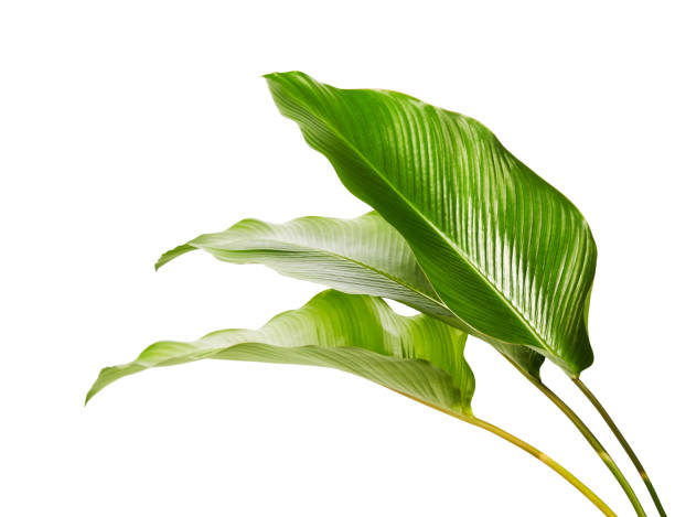 Calathea foliage, Exotic tropical leaf, Large green leaf, isolated on white background with clipping path