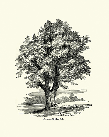 Vintage engraving of a Common British Oak tree, 19th Century. Quercus robur, commonly known as common oak, pedunculate oak, European oak or English oak, is a species of flowering plant in the beech and oak family, Fagaceae.