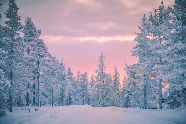 vue de lever de soleil dans la forêt enneigée d'hiver de laponie, finlande - winter sunset sunrise forest photos et images de collection