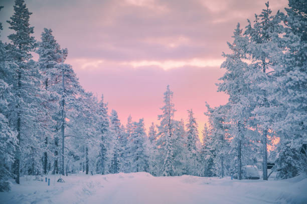 Sunrise view in winter snowy forest from Lapland, Finland Beautiful pink color winter sunset landscape with snowy forest big pine trees covered snow from Levi, Lapland, Finland january stock pictures, royalty-free photos & images