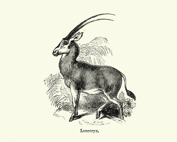 ilustrações, clipart, desenhos animados e ícones de oryx árabe ou oryx branco (leucoryx do oryx), antílope - arabian oryx