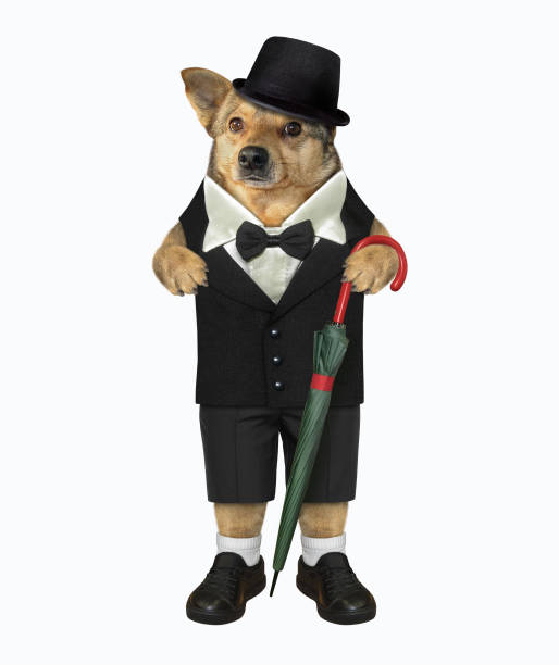 istock Dog gentleman with umbrella 1180585595