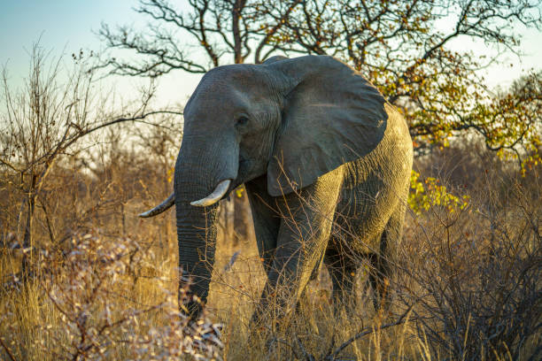 istock elephant in kruger national park, south africa 1 1180586578