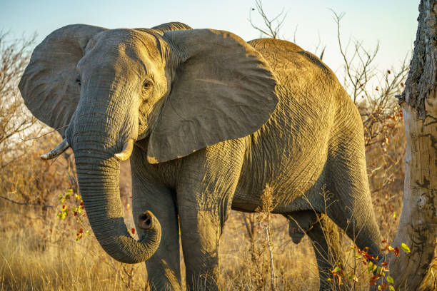 istock elephant in kruger national park, south africa 2 1180586942