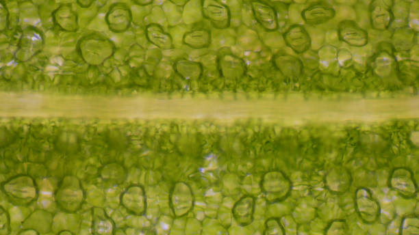istock Close up Green leaf stoma cells science background. 1180589837