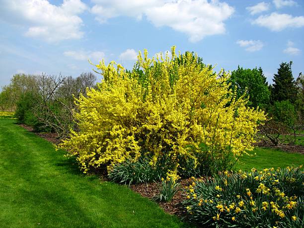 Spring impression Spring impression forsythia garden stock pictures, royalty-free photos & images