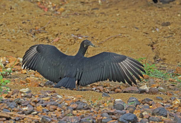 istock American Black Vulture 1180590060