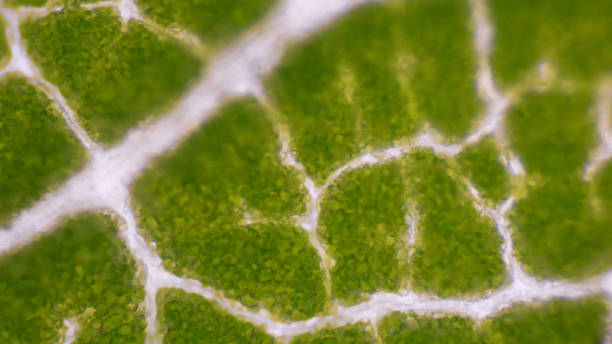 istock Close up Green leaf stoma cells science background. 1180590095