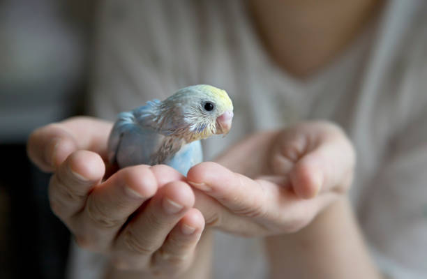 el budgerigar (periquito) anida que se relaja en una habitación. - parrot young animal human hand cute fotografías e imágenes de stock