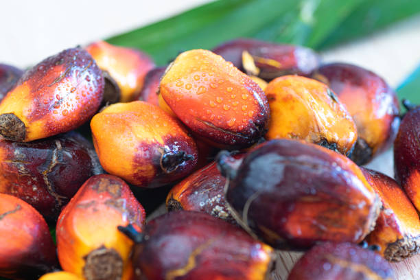 istock Oil Palm fruits. 1180590251