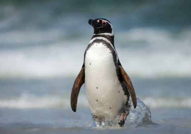 istock Close up of Magellanic penguin coming ashore 1180590285