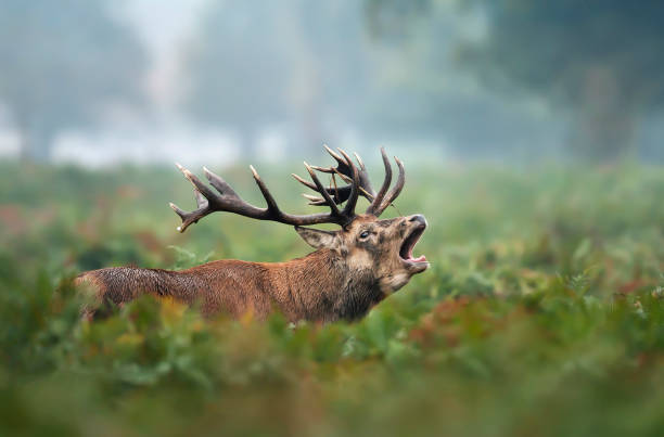 istock Red deer stag calling during rutting season 1180590351